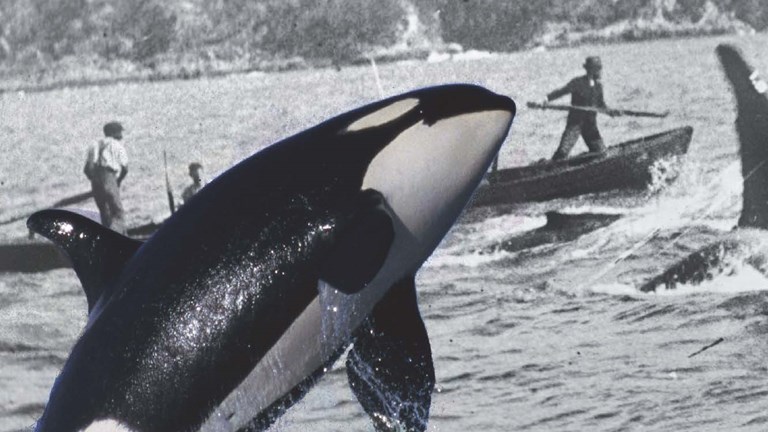Cover of Killers in Eden: The Story of a Rare Partnership between Men and Killer Whales