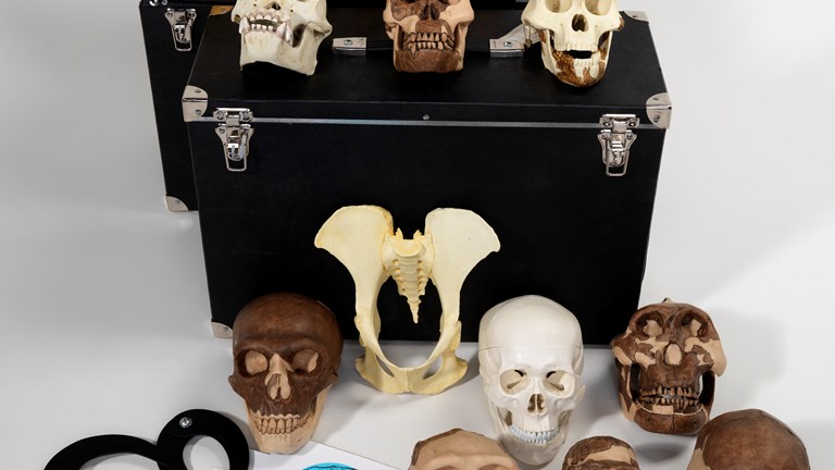 The human story learning kit containing human skull models used in outreach programs