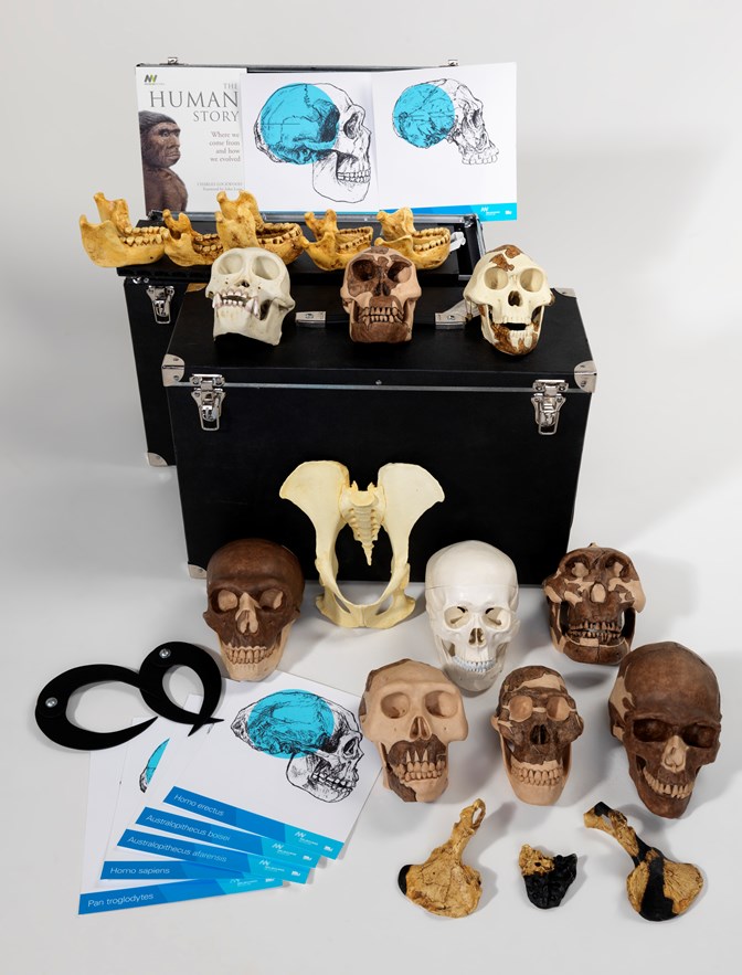 The human story learning kit containing human skull models used in outreach programs