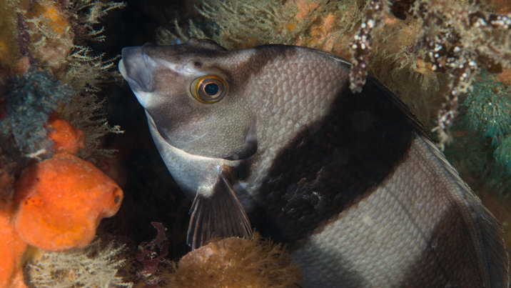 Magpie Perch in the ocean