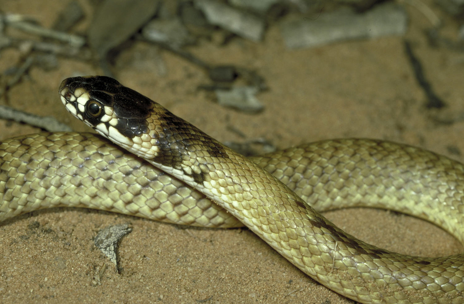 Grass Snake Plays Dead on a Cold Day