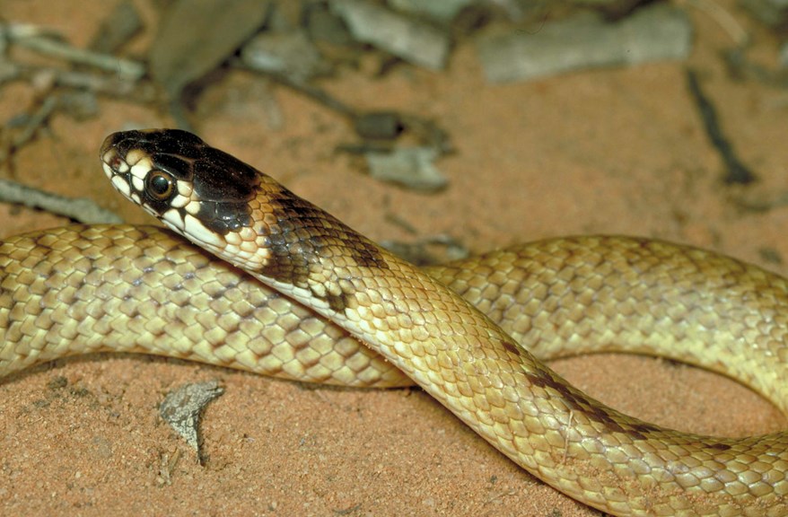 Strap-snouted Brown Snake, Pseudonaja aspidorhyncha.