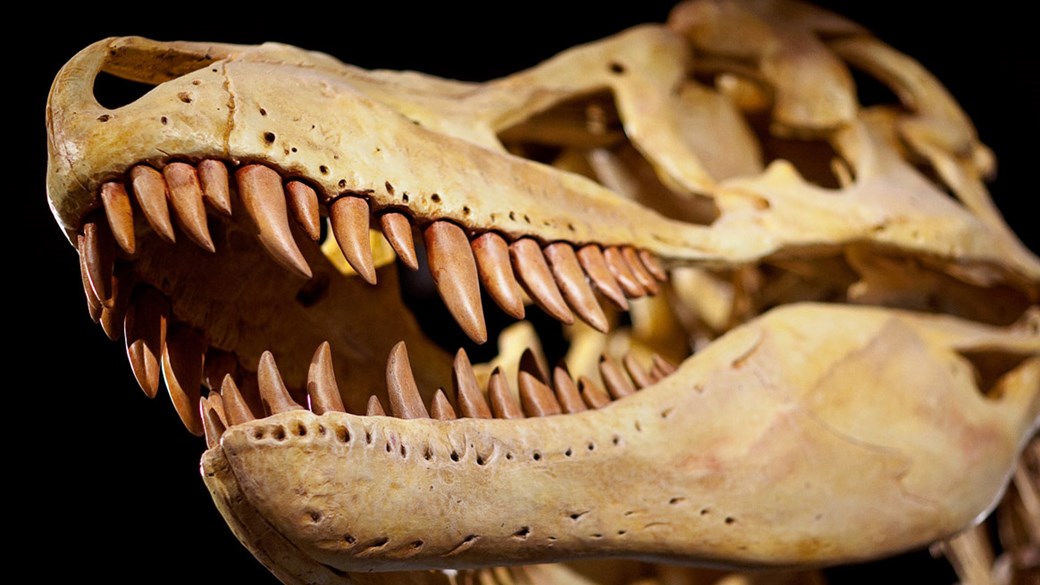 Dinosaur skull cast