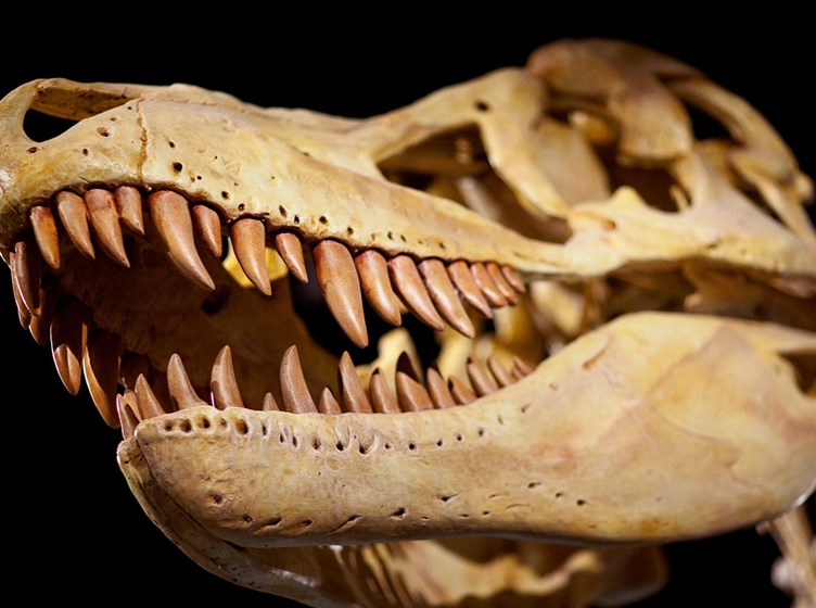 Dinosaur skull cast