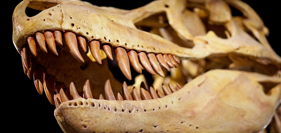 Dinosaur skull cast