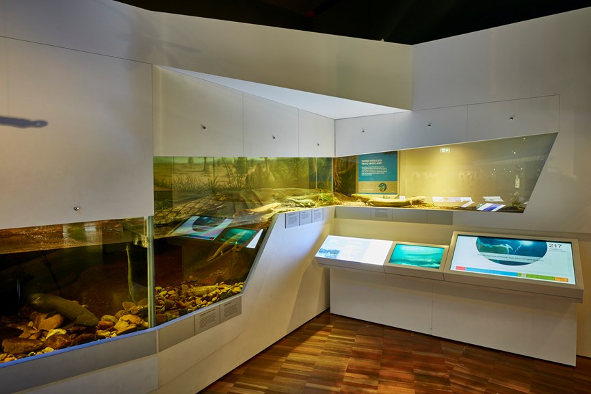 370 million years ago / 'Fishes with legs move onto land' section of 600 Million Years exhibition 