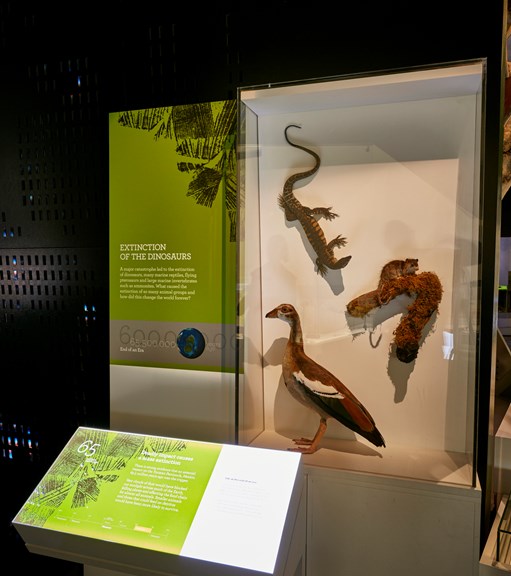 65 million years ago / 'Extinction of the dinosaurs' section of 600 Million Years exhibition 