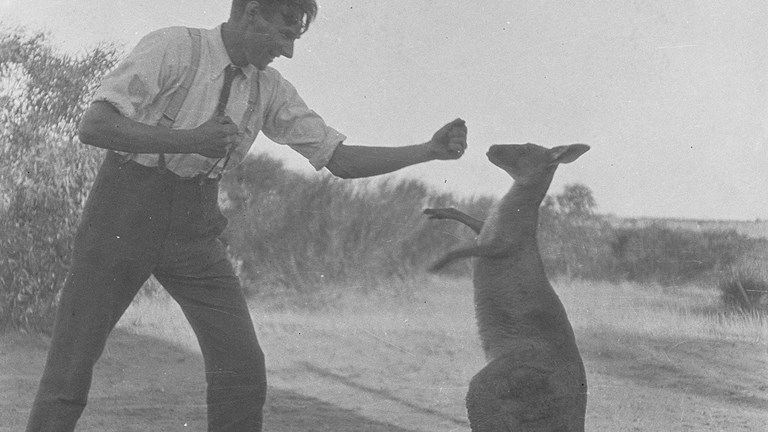 Bill Boyd boxing with his pet Kangaroo, Kanga Joe