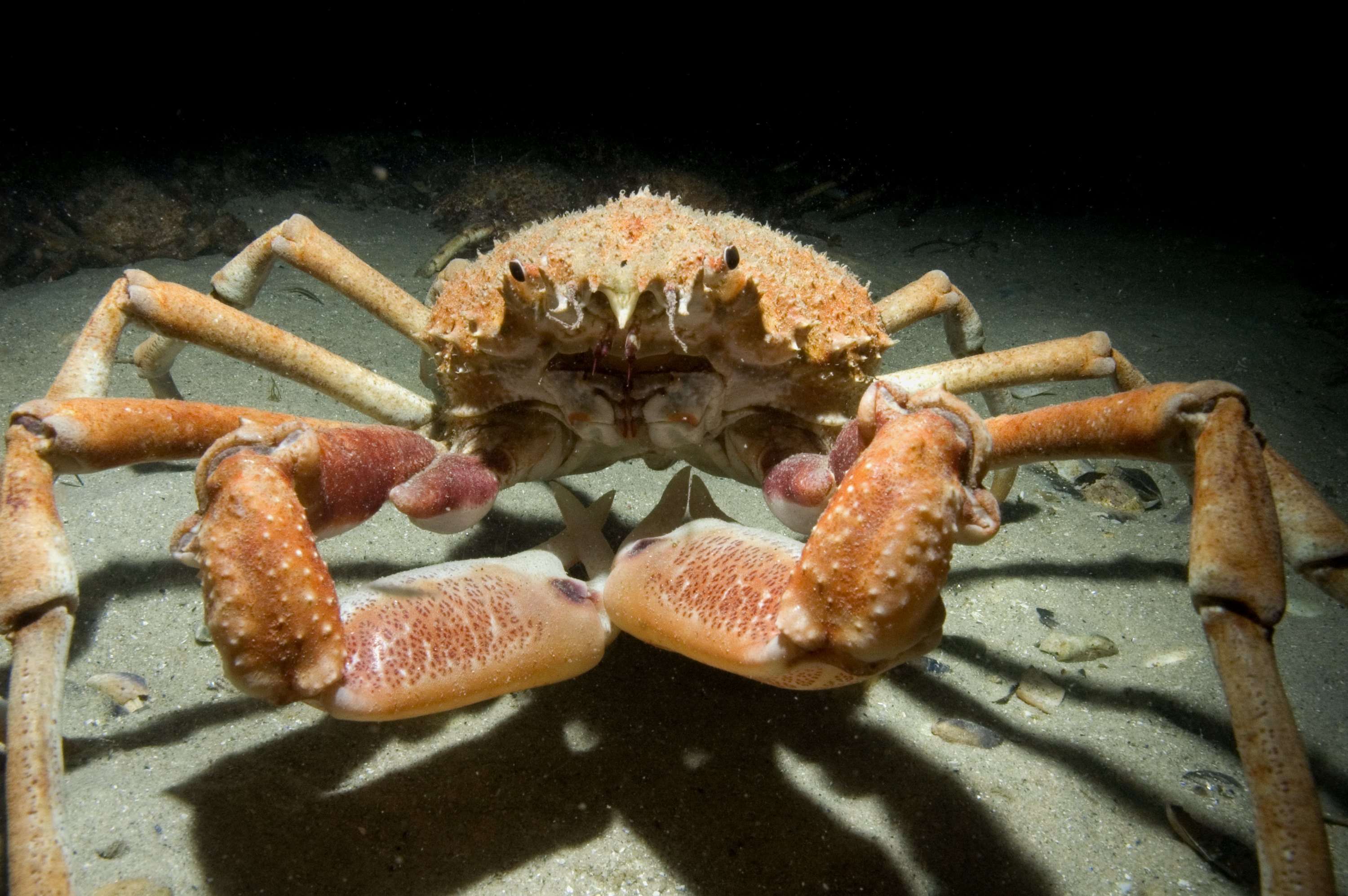 Melbourne's annual congregation of Giant Spider Crabs Museums Victoria