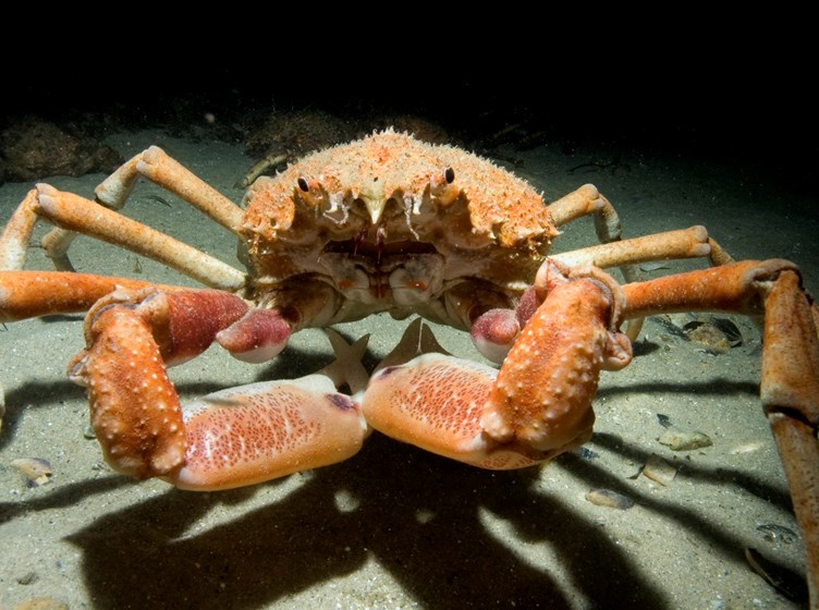 Newly-moulted Giant Spider Crab