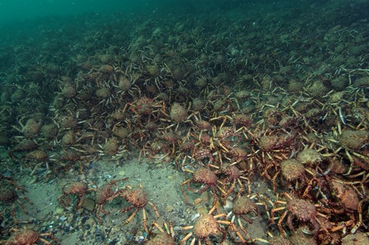 Giant Spider Crabs congregate in Port Phillip Bay ahead of their annual winter moult.