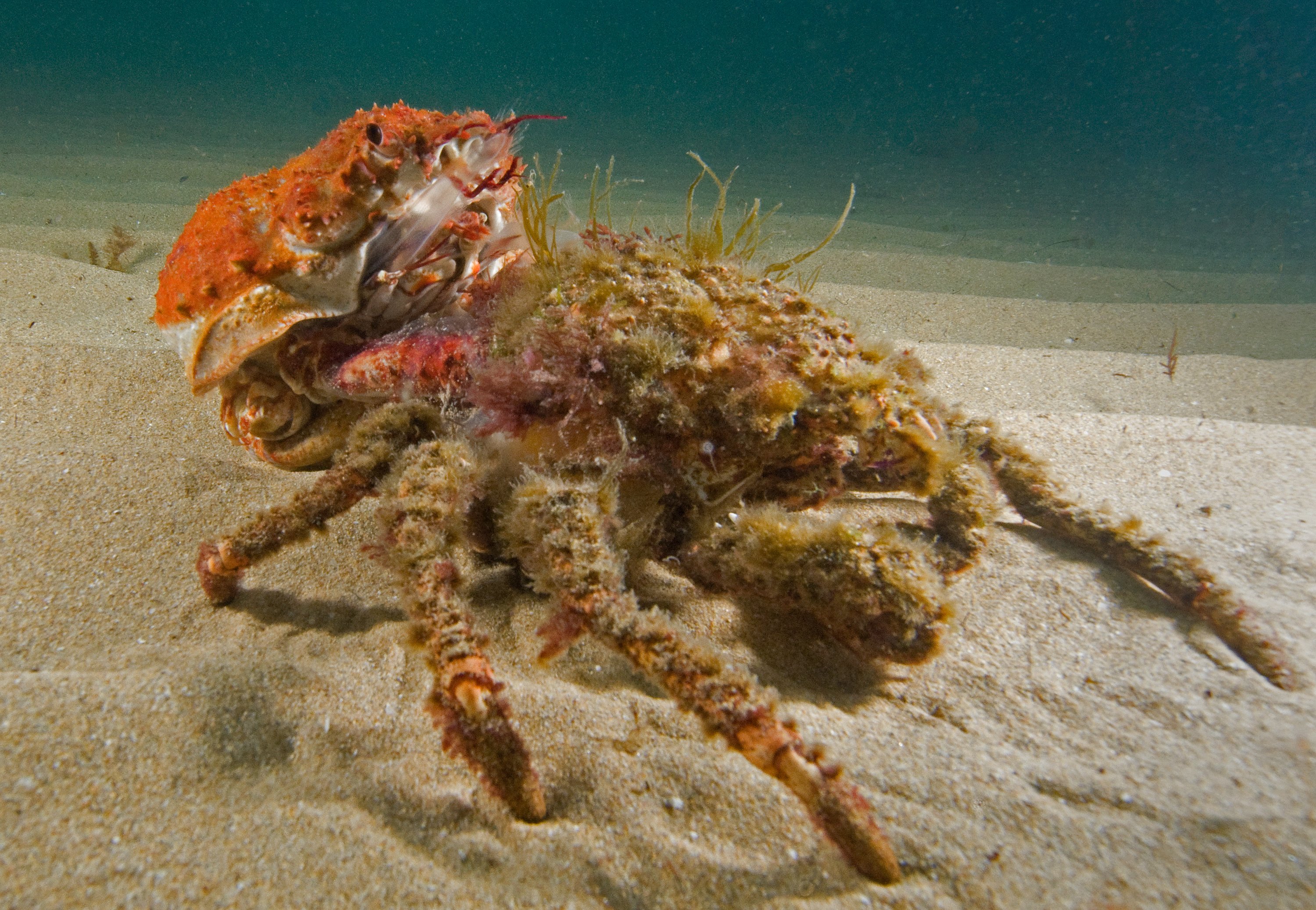 Spider Crab On Land