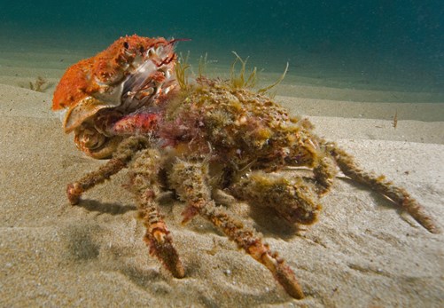 Spider crab moults