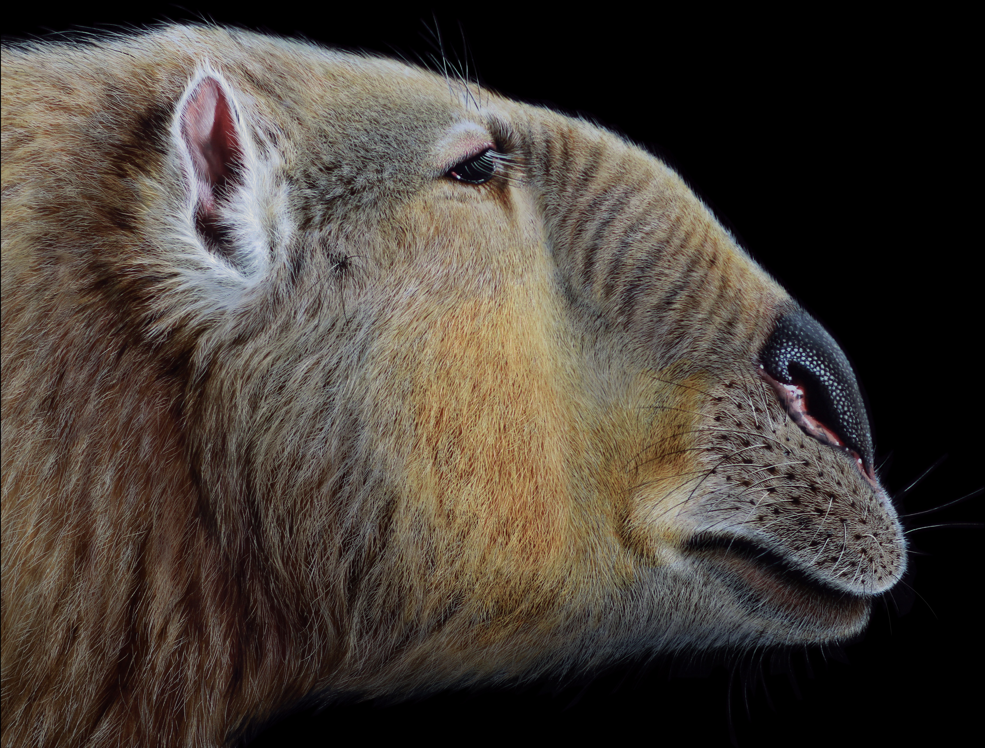 Australia's megafauna - Museums Victoria