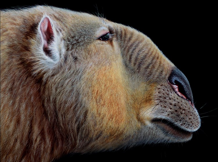 Finished reconstruction of extinct Australian megafauna, Palorchestes. 