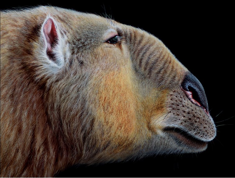 Finished reconstruction of extinct Australian megafauna, Palorchestes. 
