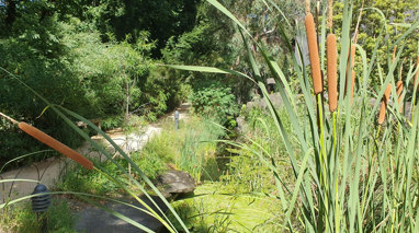 Garden with a gravel path