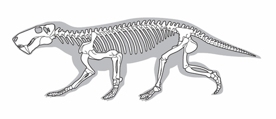 An illustration of an Inostrancevia skeleton
