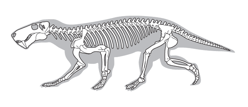 An illustration of an Inostrancevia skeleton