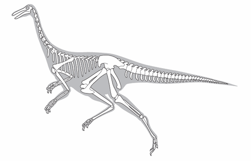 Illustration of a Gallimimus skeleton.