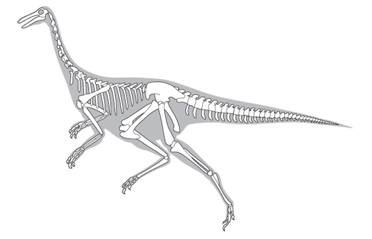 Illustration of a Gallimimus skeleton.