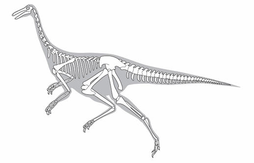 Illustration of a Gallimimus skeleton.