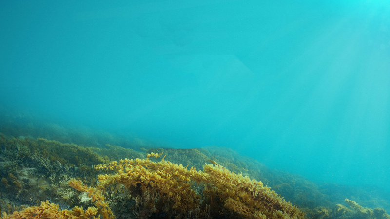 Underwater landscape