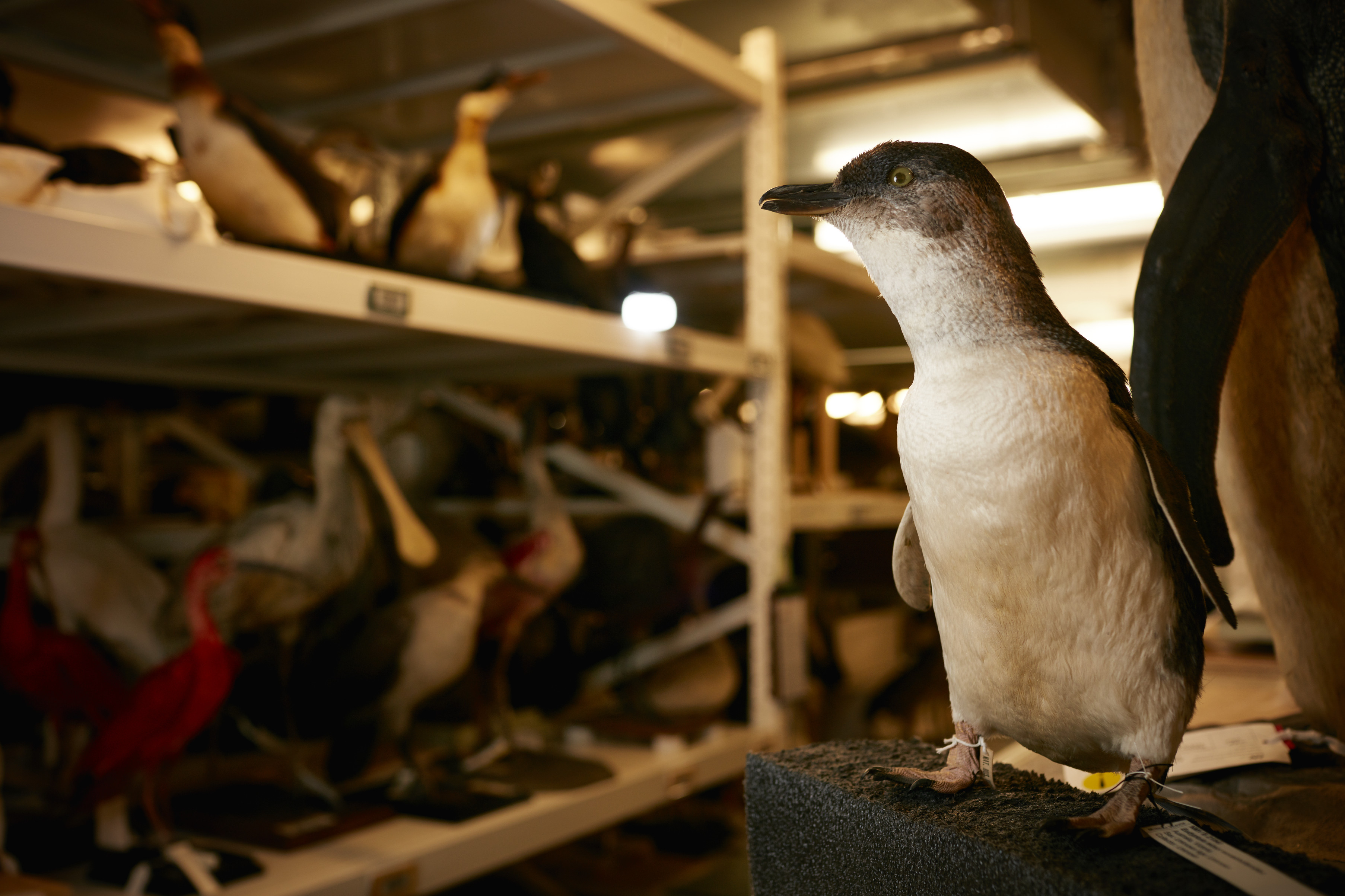 Collections & Research - Museums Victoria