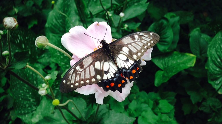 Papilio anactus, Dainty Swallowtail. Location: Australia, Victoria, Melbourne, Carlton Gardens. Survey: City of Melbourne Bio Blitz 2016. 