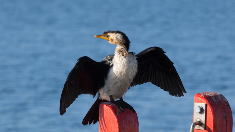 Bird perched on a red bollard
