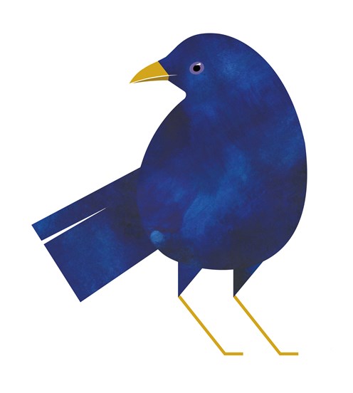 An illustration of a bowerbird.