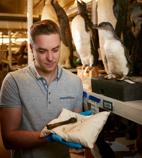 A museum staff member handles a dinosaur bone on a pillow