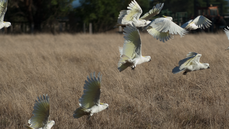 Cockatoos taking flight