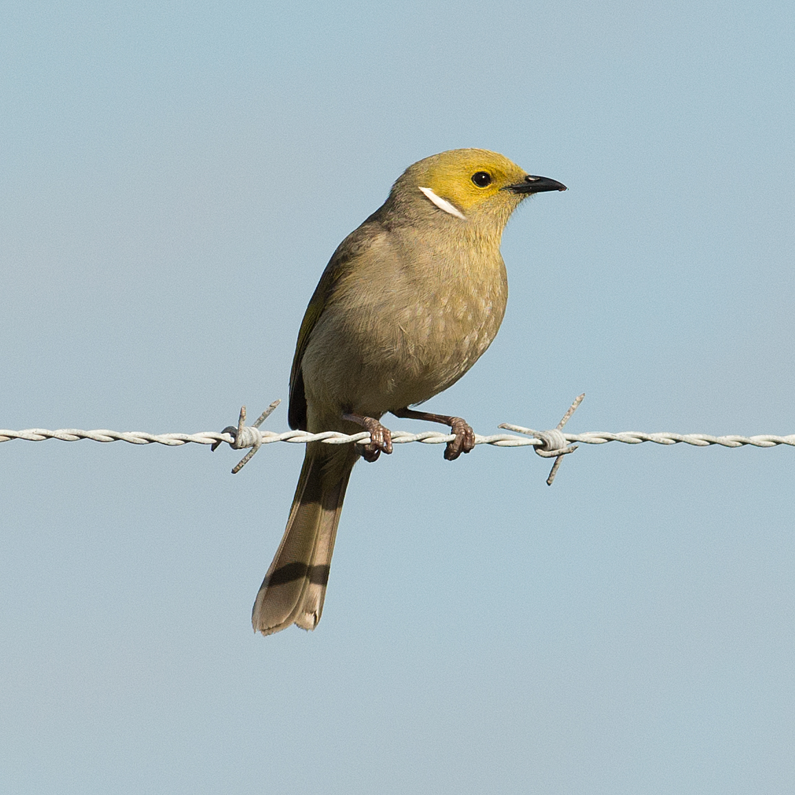Birds and birdwatching