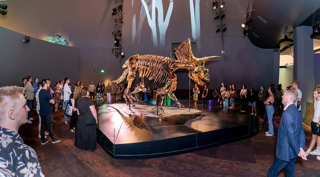 People looking at the fossilised skeleton of Horridus, the triceratops.