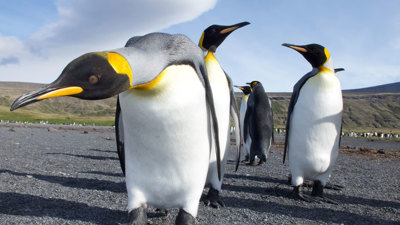 Close up of king penguins