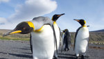 Penguin Island 3D
