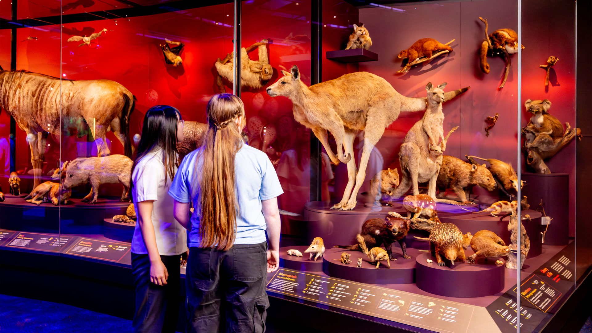 Classification: The Diversity of Life on Earth | Education | Melbourne ...