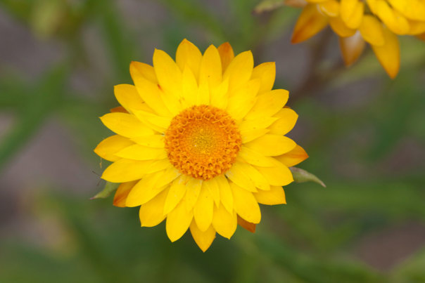 Yellow daisy in bloom
