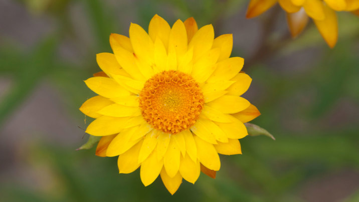 Yellow daisy in bloom