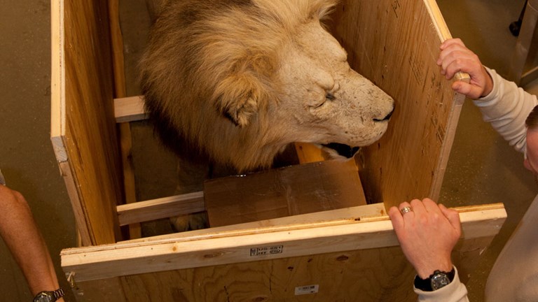 Conservators open a crate, with a taxidermied Lion inside