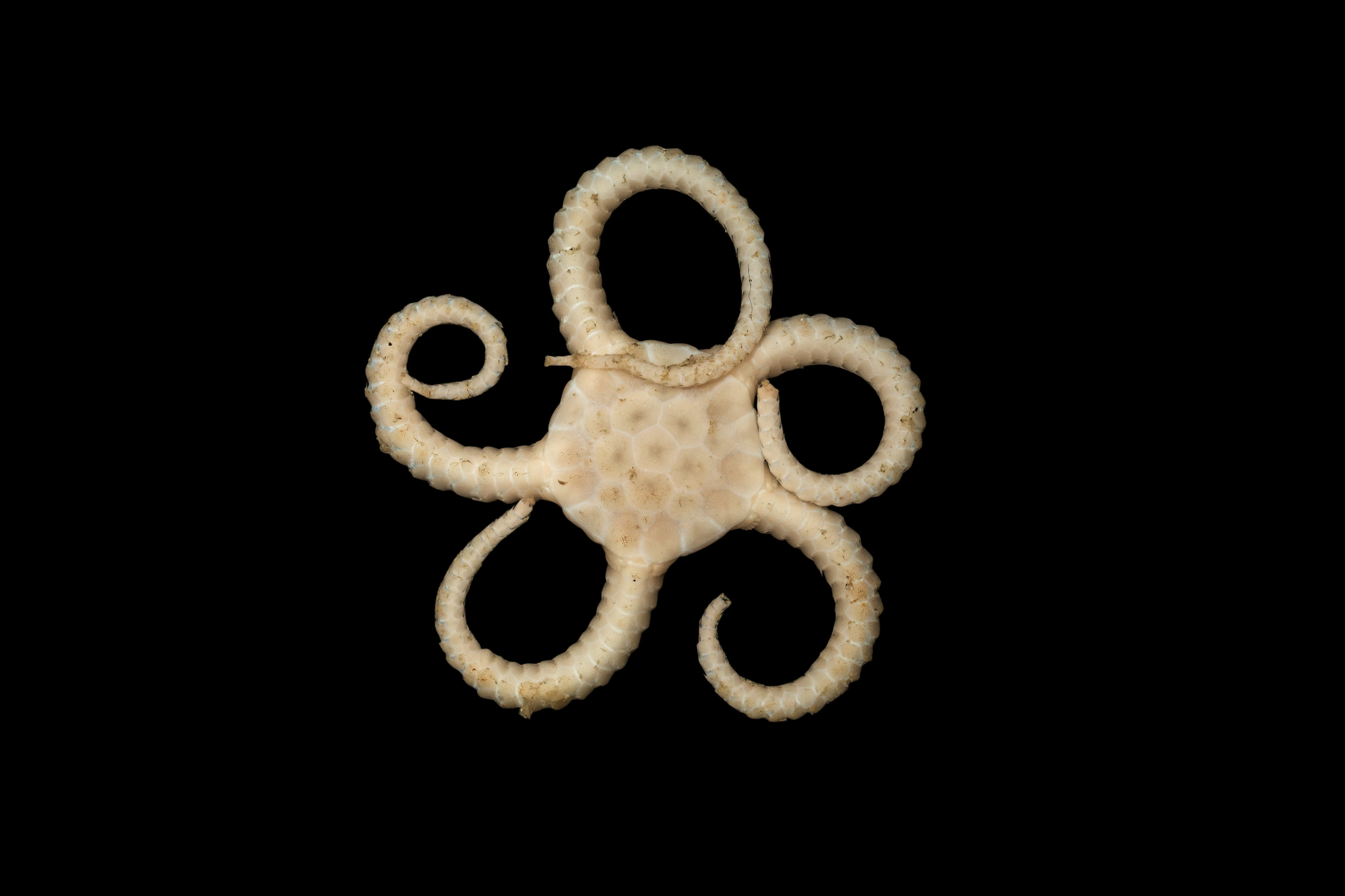 Brittle star