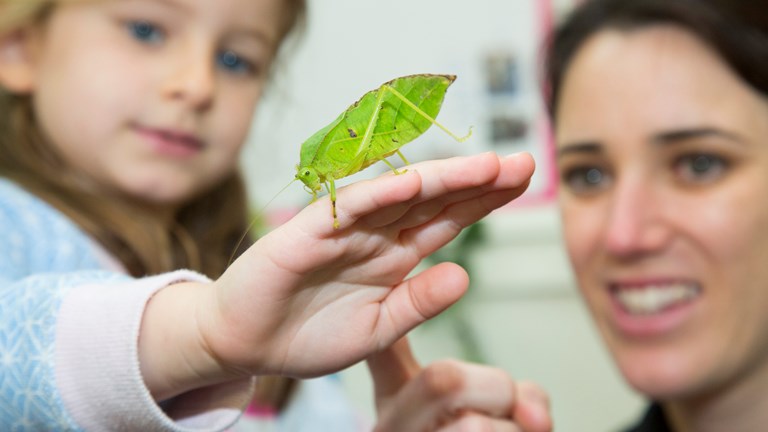 Adult showing a child a stick insect