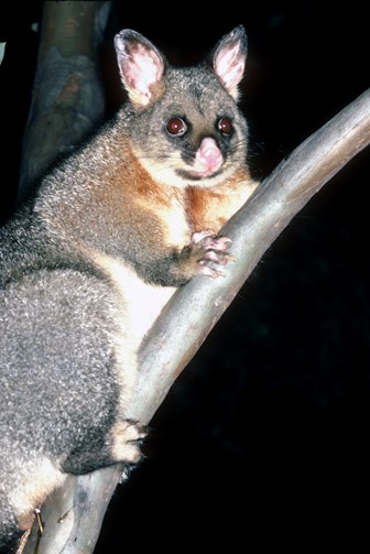 Brushtail Possum on a branch