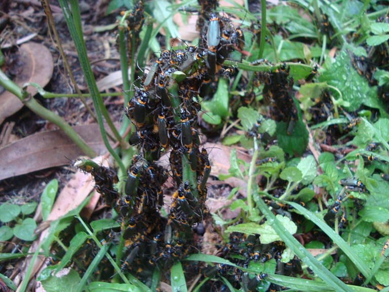 Beetles swarming