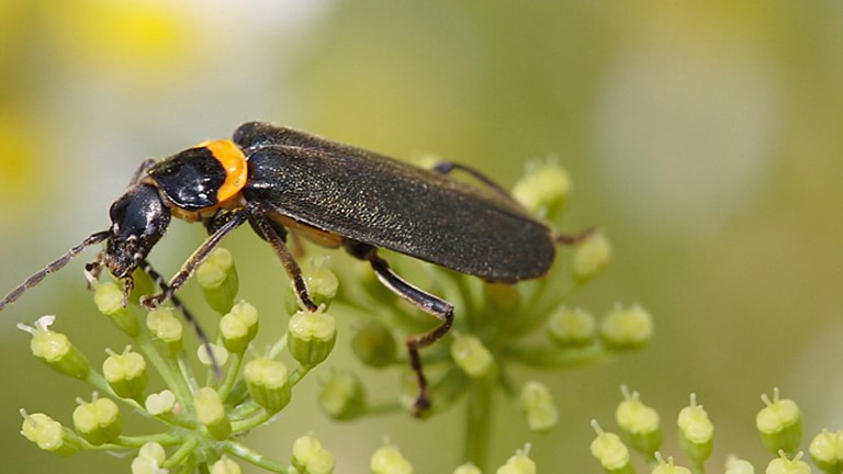 Black and orange beetle on a flower