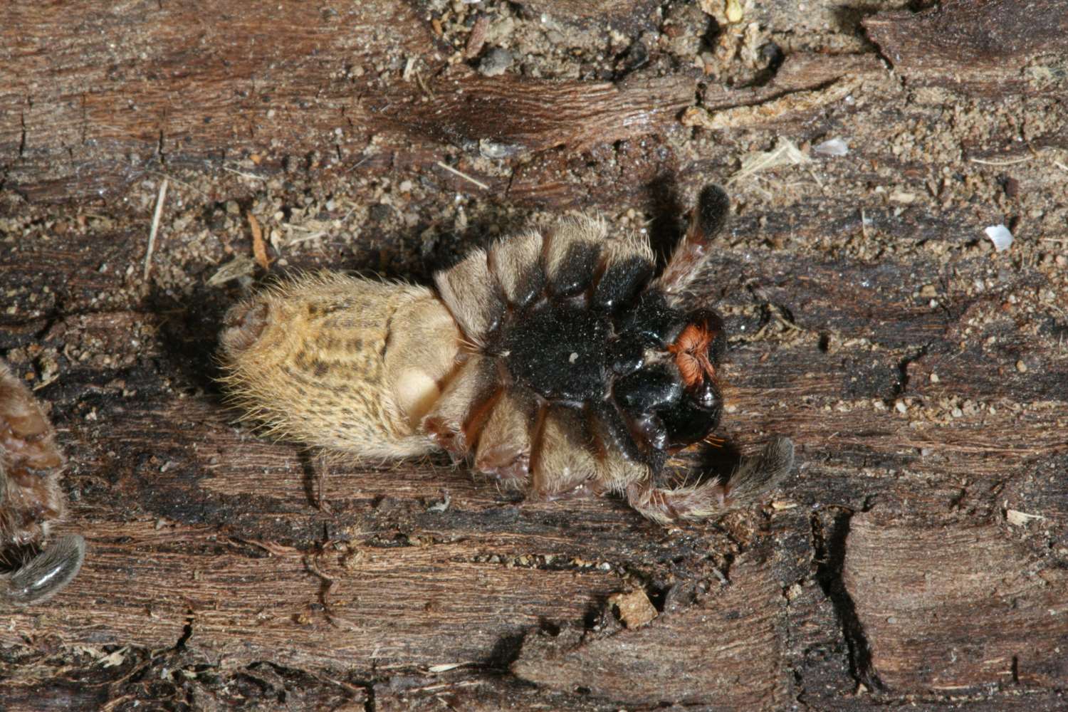 Top spider myths - Museums Victoria