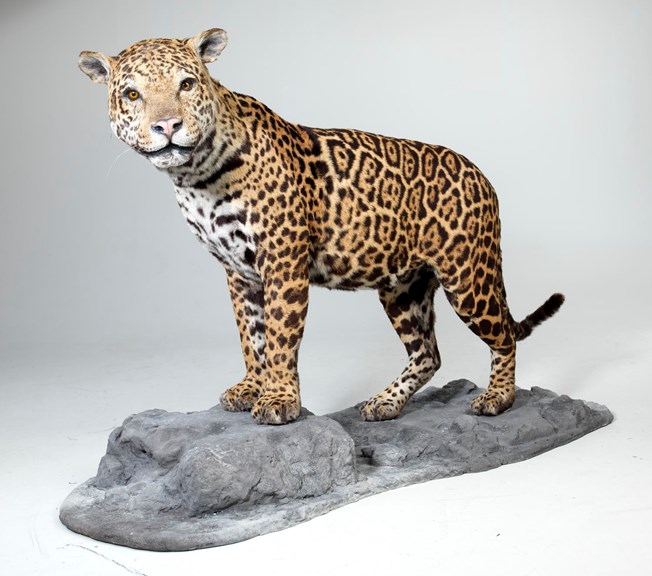 Mounted jaguar