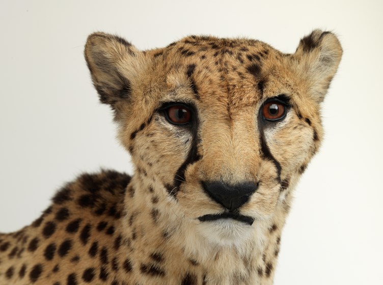Mounted male Cheetah specimen (Acinonyx jubatus: Felidae, Carnivora, Mammalia, Chordata). Specimen was a captive inhabitant of Werribee Open Range Zoo called Haraku, who died in captivity on 13 November 2008.