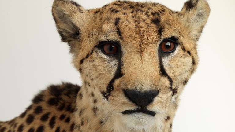 Mounted male Cheetah specimen (Acinonyx jubatus: Felidae, Carnivora, Mammalia, Chordata). Specimen was a captive inhabitant of Werribee Open Range Zoo called Haraku, who died in captivity on 13 November 2008.